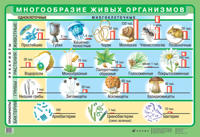 Разделы биологии